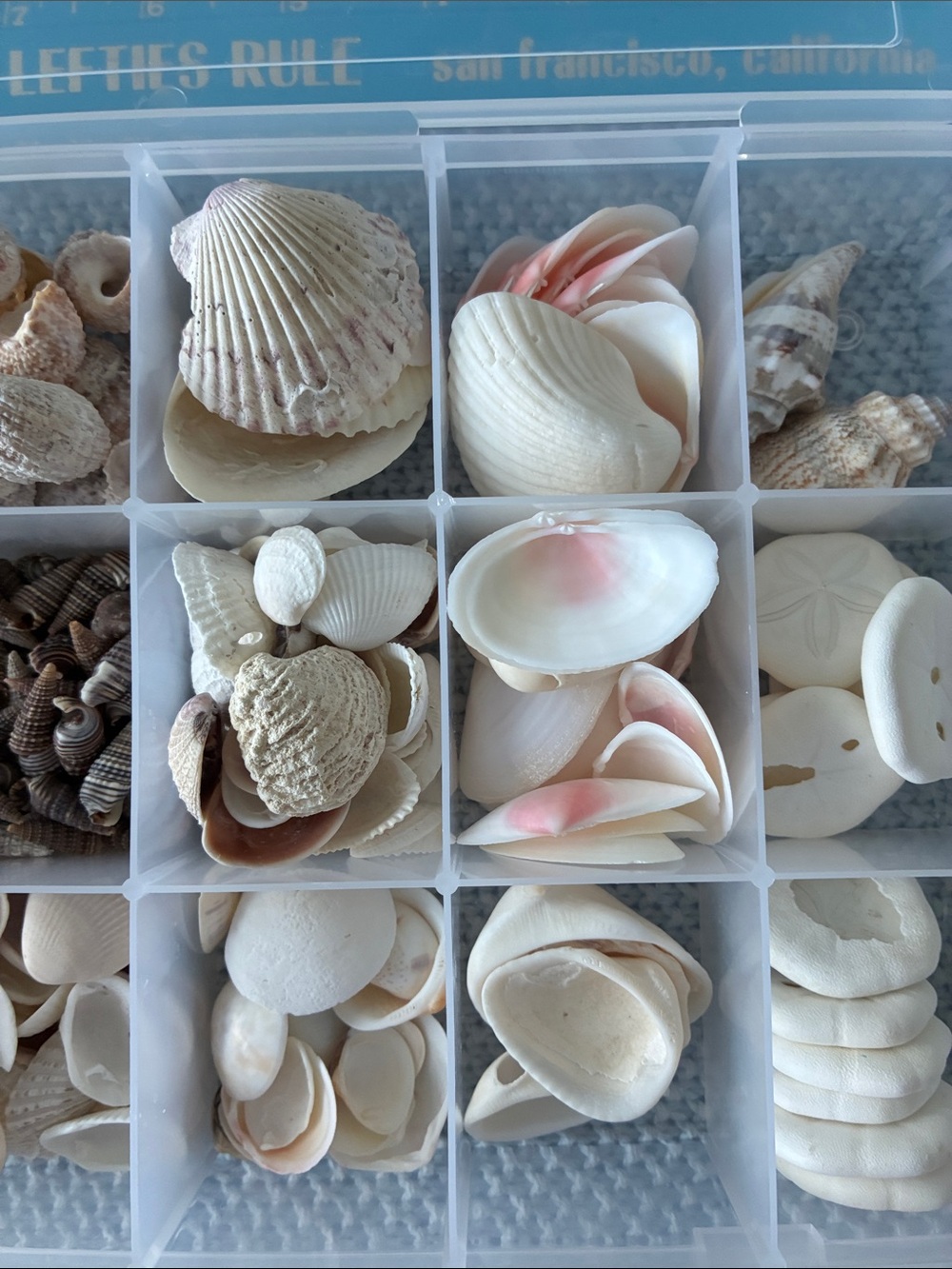 Clear Plastic Compartment Organizer Box  filled with a variety of sea shells - Picture 3 of 3
